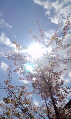 京都特別公開情報2017年3・4・5月まとめ！二条城・北野天満宮など