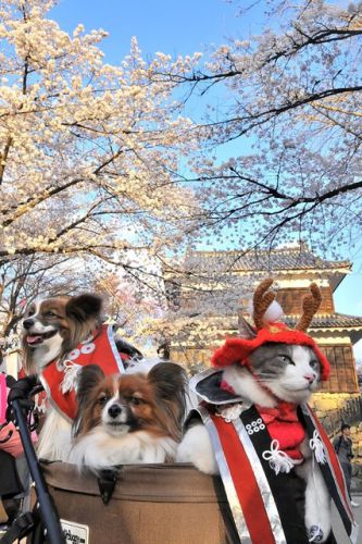 桜満開の上田城4/15　vol.2