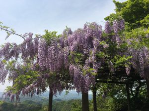 藤棚が見ごろになりました ゴールデンウィーク 観光 岡城跡 九州竹田城 20170502