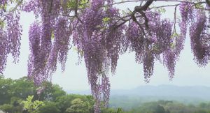 岡城の観光スポット 藤棚を本丸付近から空撮 岡城 ドローン撮影(4K)写真 Vol.8 20170704