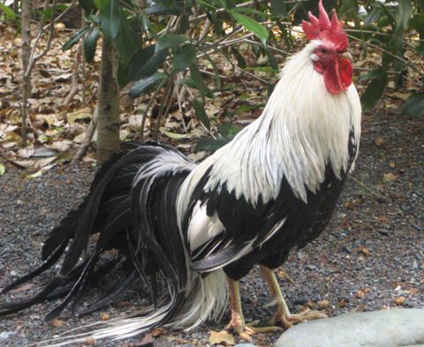 徳川家康から褒美をもらったニワトリ | 新城市満光寺