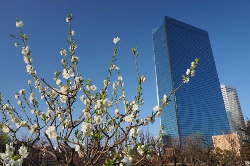 大阪城公園桃園