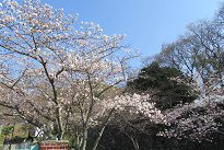 ＊福岡城さくらまつり＊