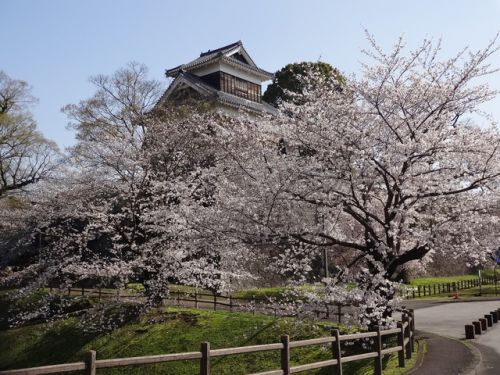 熊本城の桜