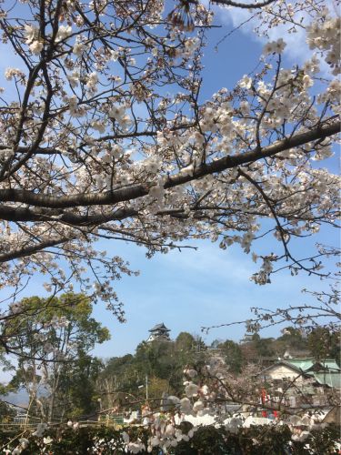 城を観る《犬山城》