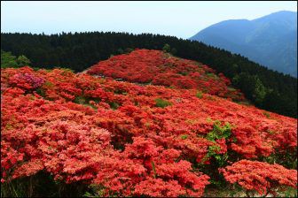 葛城山のつつじ2018の開花情報と見頃時期！混雑状況が凄い