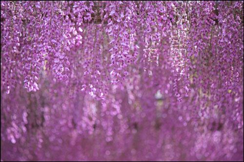 茨城県の藤棚・藤の花の名所！2018の開花状況や見頃時期