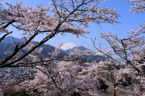 番外編  勝山城（都留市） 桜祭り
