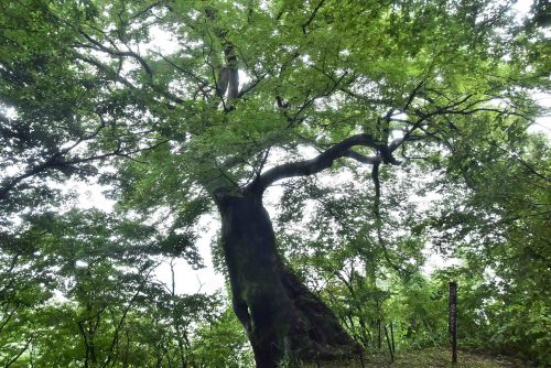 直峰城　新潟県上越市