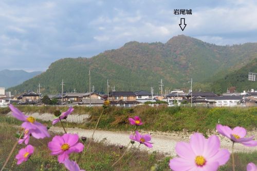 丹波　岩尾城　 黒井城に負けず劣らじの山上石垣