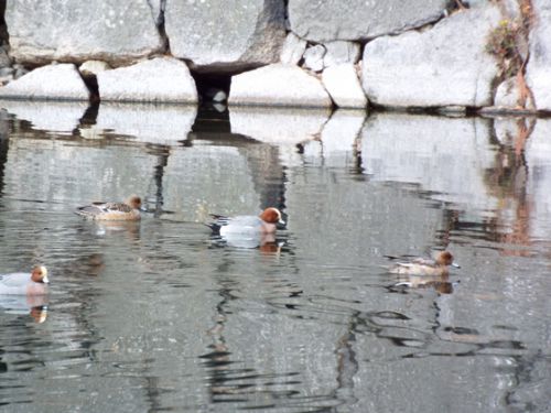 二条城のお堀の鳥たち
