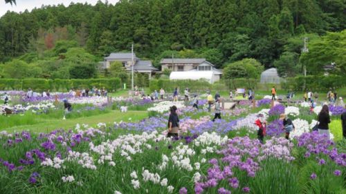 多賀城市　あやめ祭り。