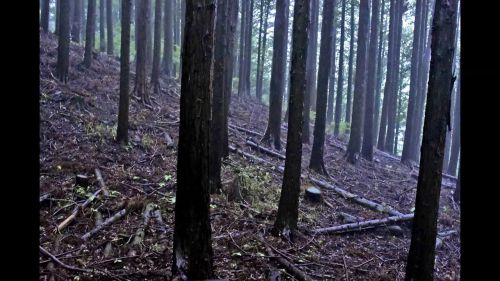 伏馬田城（尾崎城）