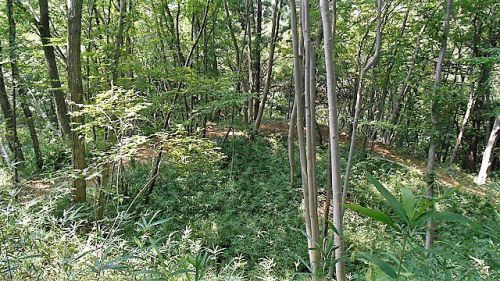 滝山城跡 景観回復･維持作業＆イベント告知「滝山城・城攻めガイド10月6日(日曜日)」のコース整備 2019/8/18