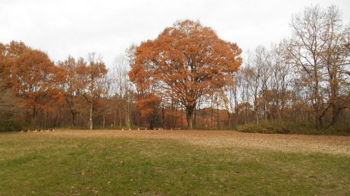 2019年12月15日 滝山城跡景観回復・維持活動「お屋敷跡」整備 は2020年1月に完結?