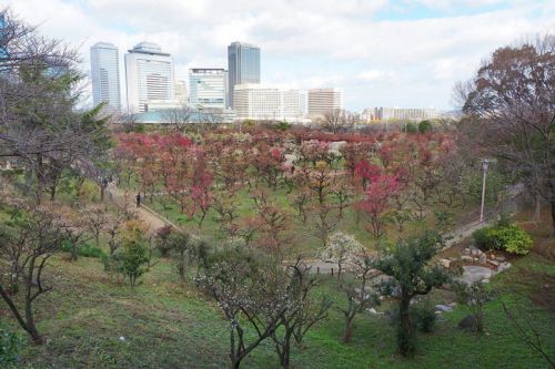 大阪城公園梅林（1）