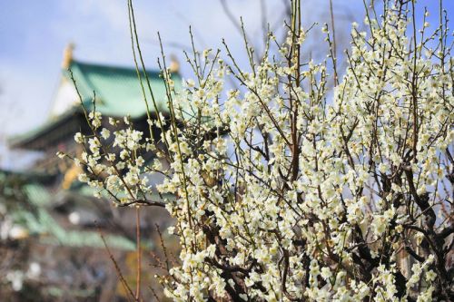 大阪城公園梅林（2）