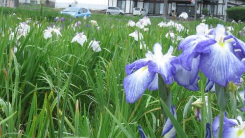 多賀城あやめ園