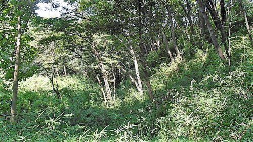 滝山城跡景観維持回復活動 「出丸」中途半端に終わって 2020/8/16 