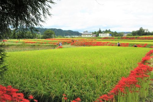 葛城の彼岸花と梵字Ｔシャツ♪