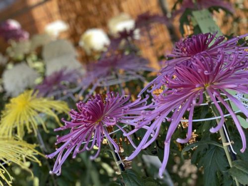 忍城址で『菊花展』がはじまっておるぞ！【甲斐】