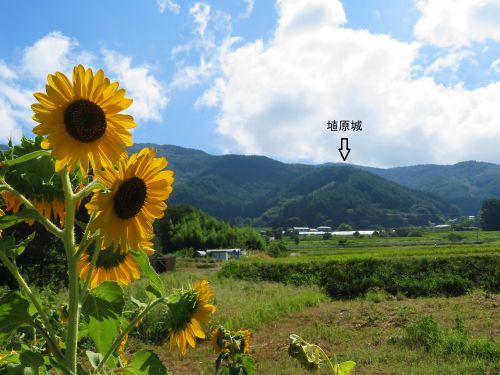 信濃松本　埴原城　 竪堀のラビリンス