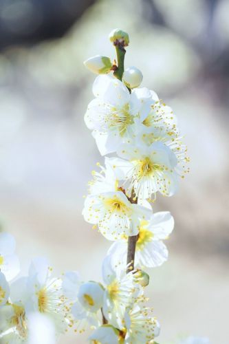 大阪城公園梅林（2）