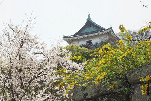 和歌山城の桜