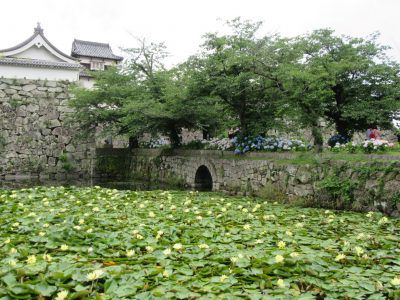 福岡城跡で天然記念物を発見！