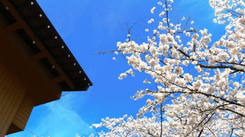 桜満開　船岡城址公園
