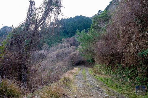 紀伊大野城 : 紀伊国守護 畠山氏の最初の本拠地