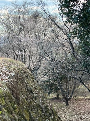 四季桜　市場城