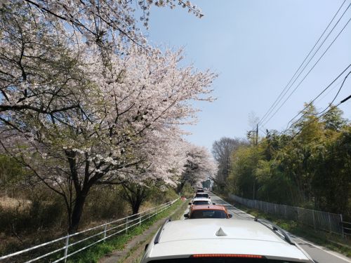 赤城南面千本桜と榛東村ツーリング