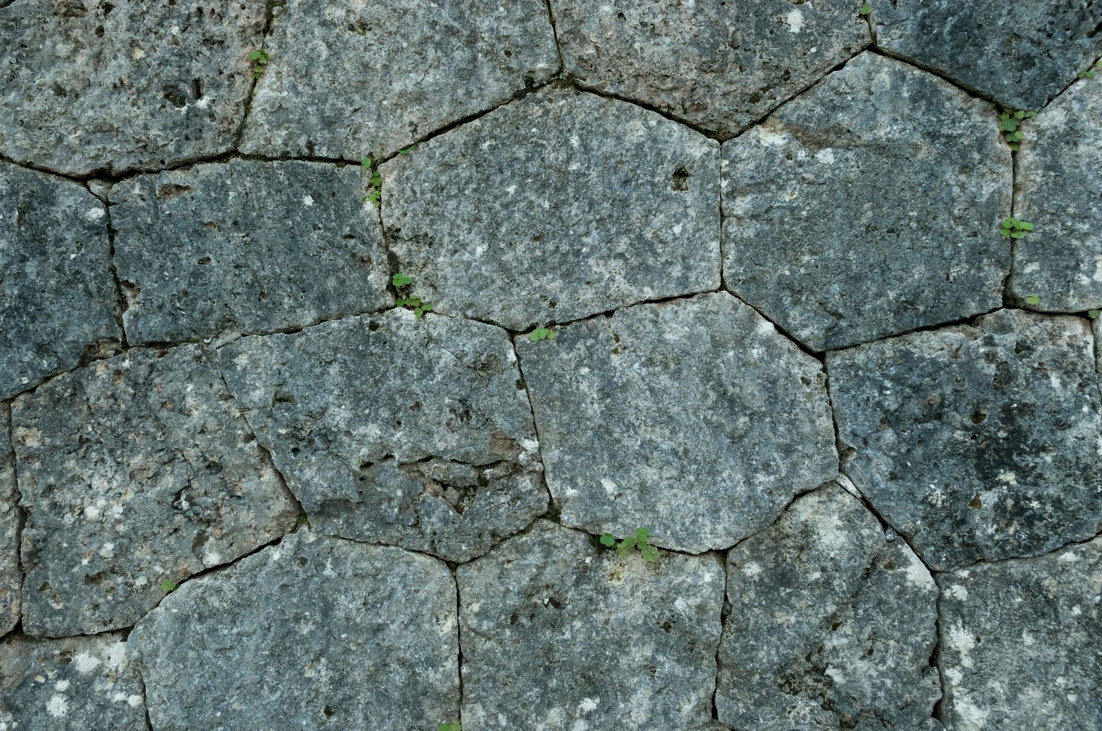 桜回廊 岡城跡 花見 大手門 写真 ギャラリー 天空の城 九州竹田城